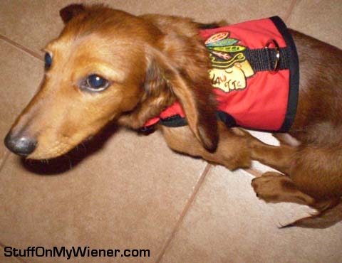 Rocco in a Blackhawks vest.