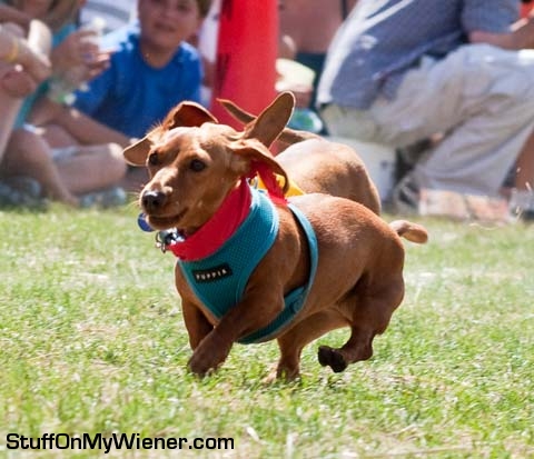 Sadie taking the lead at the Germanfest races.
