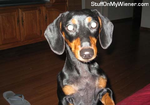 Zeke checking to see what's up.