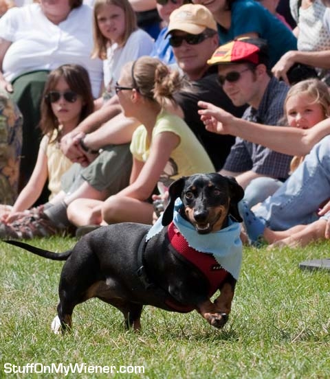 Bailey trotting in front of the race crowd.