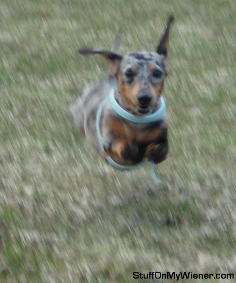 Chloe flying.