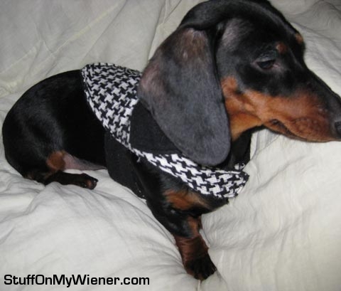 Duchess in her new vest/coat.