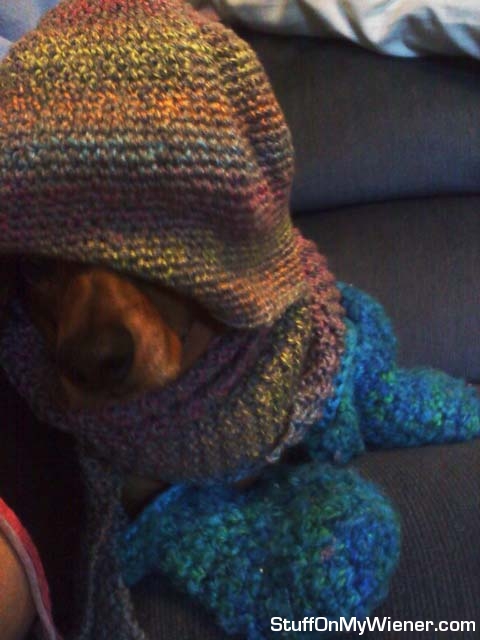 Duke in mom's knitted goods.
