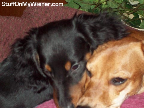 Best friends Jagger and Sophie.