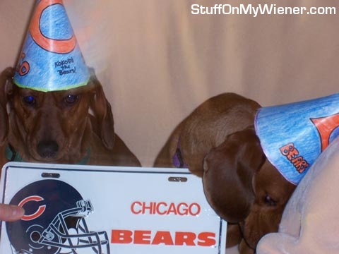 Koko and Pebbles in Chicago Bears hats.