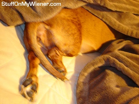 Lexie buried to her bum in a blanket.