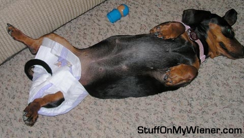 Roxie in a diaper.