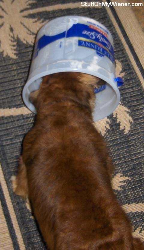 Schatzi licking the Blue Bunny ice cream bucket.