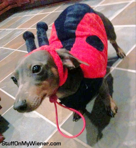 Bonnie as a Ladybug.