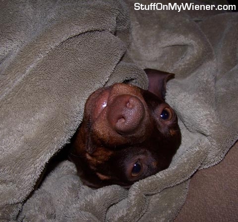 Buster under covers showing his best pig nose.