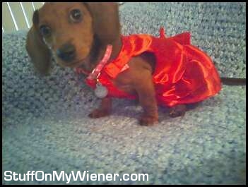 Evie in her Christmas dress.