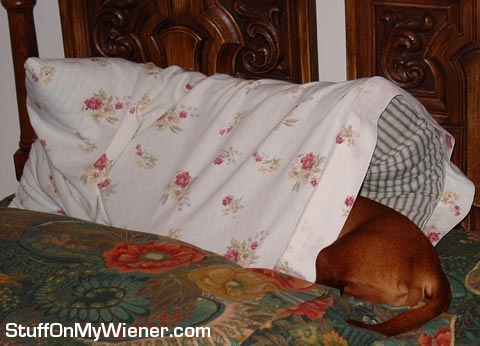 Homer buried in a pillow case. 