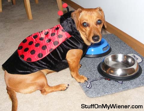 Leeloo as a ladybug.