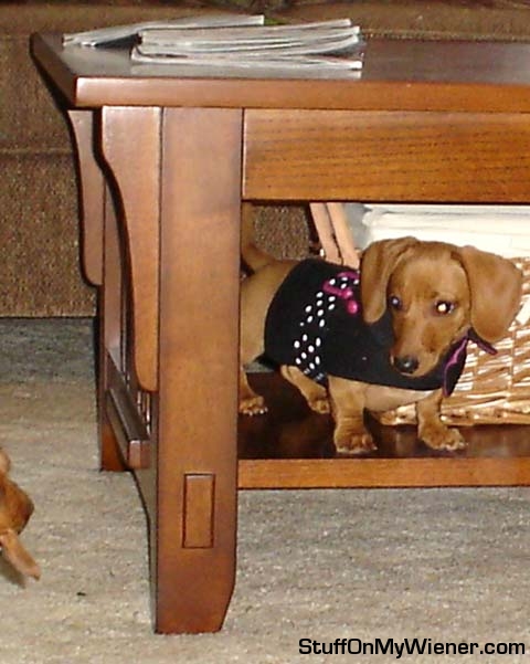 Lily in a sweater under the coffee table.