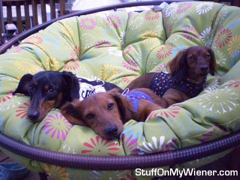 Louie G, Schultz and Rocco in a puppysan chair.