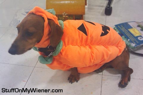 Pebbles pretty pretty pumpkin.