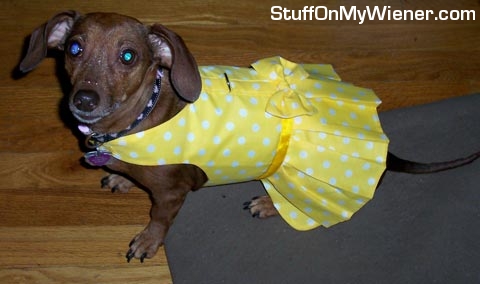 Twix in a yellow dress with white polka dots.