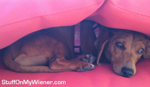 Vienna wedged between lounge chair cushions.