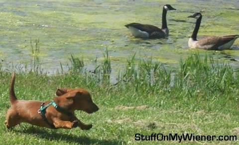Annie chasing the Christmas goose.