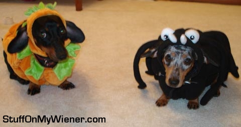 Bailey as a pumpkin, Chloe as a spider.