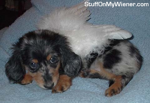 Chloe with the wings of an angel.