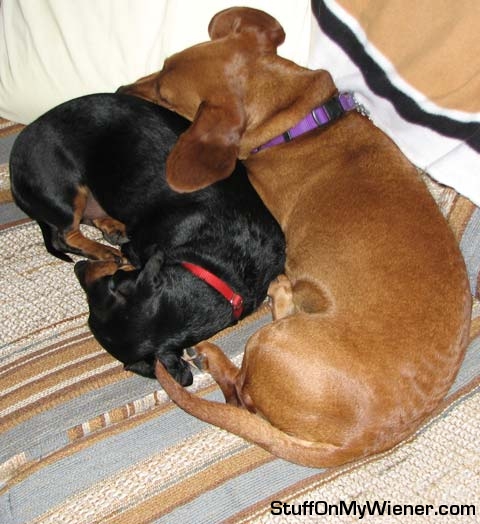 Homer and Willie snuggle