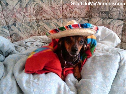 Josie in her sombrero.
