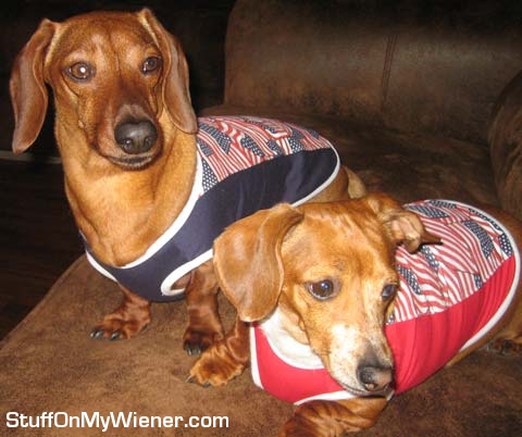 Moose and Mocha in flag shirts.