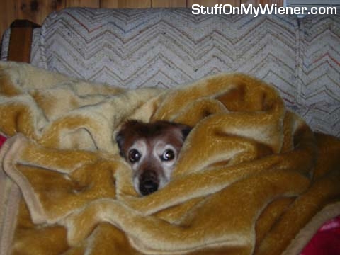 Ollie warming up in blankets.