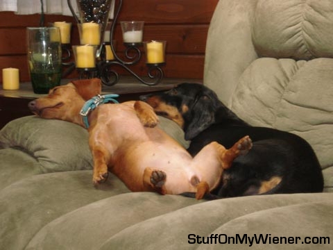 Sadie and Bailey sleeping on the couch.