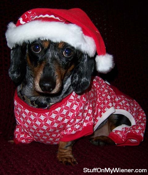 Abbey in her Santa hat.