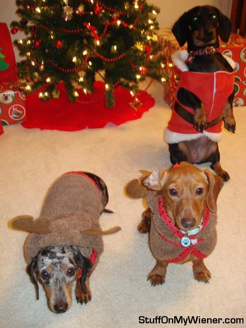 Bailey, Chloe, and Sadie say Merry Christmas.