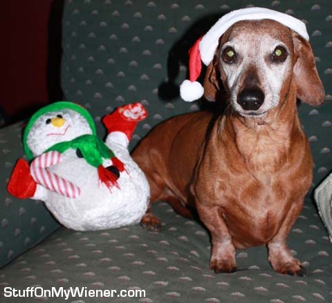 Beans in a Santa hat.