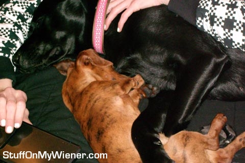 Brooklyn snuggles with her "little" friend Moose.