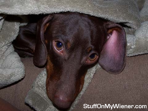 Buster under his blanket.
