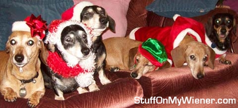 DAPHNE-AMY-OSCAR-EMILY-MONTY-ALICE xmas.