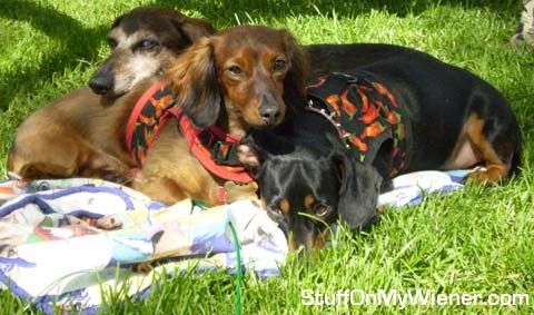 Louie G., Dino and Schultz on a lazy, summer day.