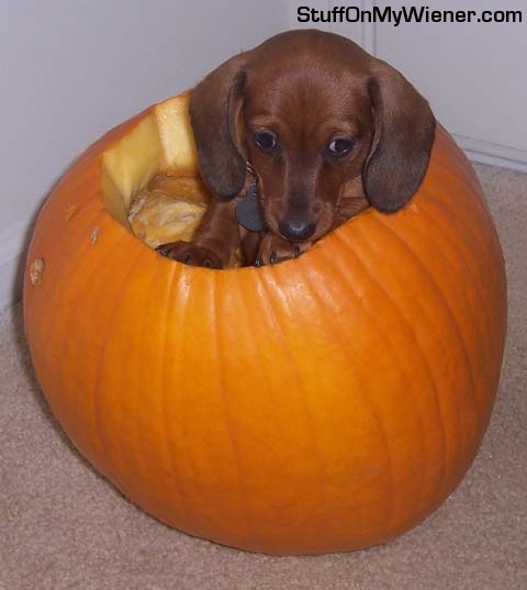 Evie's first Halloween. 
