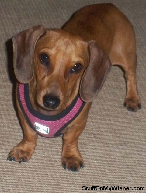Lady Vuitton waiting patiently for her walk in her vest.
