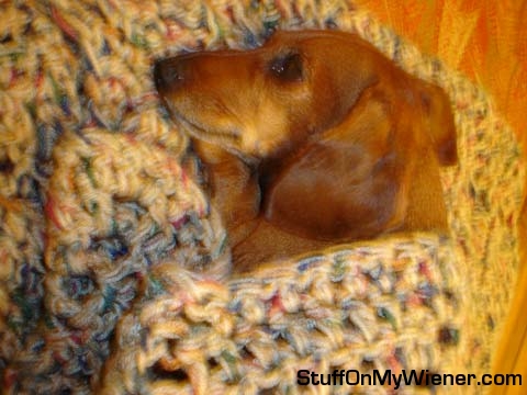 Lexie all tucked in.