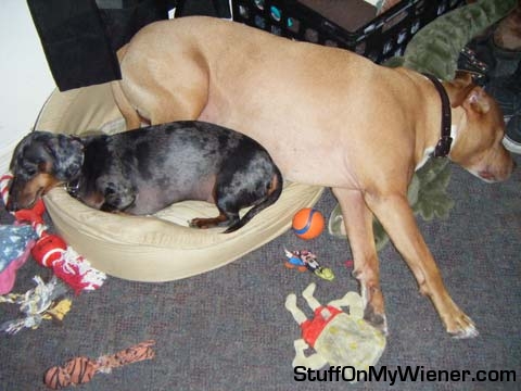 Lily in bed with Harley.
