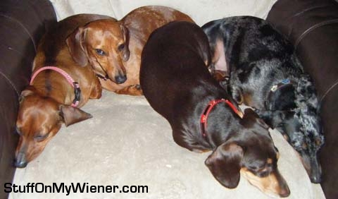 Lily, Wiggles, Chyanne, Kaluah