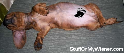 Peanut asleep on his back.