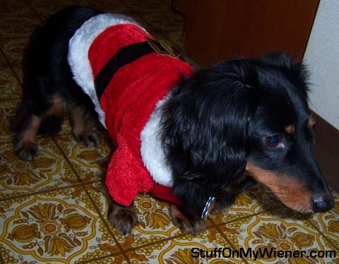 Rebel in his Santa suit.