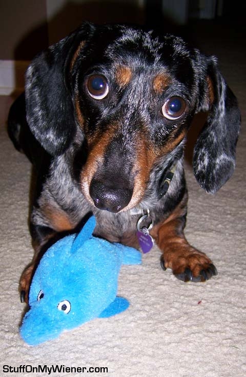 Abbey and her new dolphin toy.