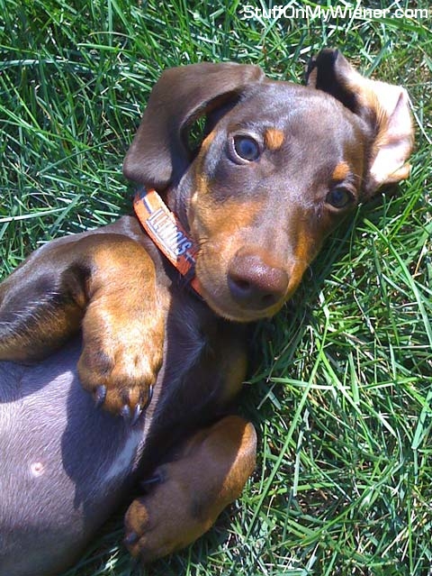 Baron Brown in the grass.