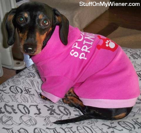 Hazelnut in a Spoiled Princess shirt.