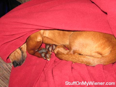 Nadja sleeping under cover.