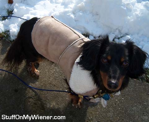 Rebel in his suede lamb wool jacket.