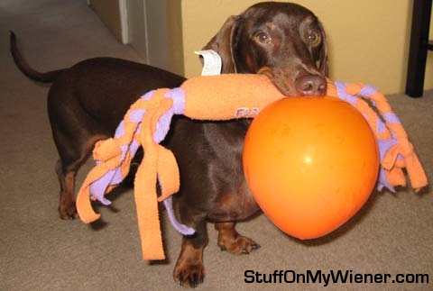 Rolo grabs histoy and a balloon.